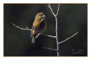 Red Crossbill #2