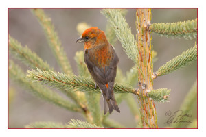 Red Crossbill
