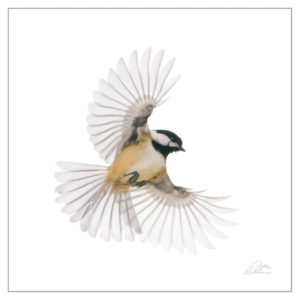High key flying Chickadee image. Backlit outstretched wings appear transparent.