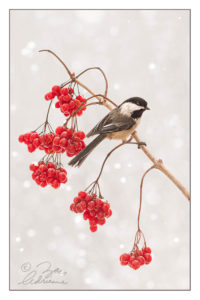 Fine art photograph of a Chickadee in wild berry perch