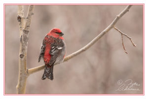 All Puffed Up (Pine Grosbeak)
