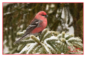 Nature photograph of a Pine Grosbeak on snowy boughs at Algonquin Provincial Park