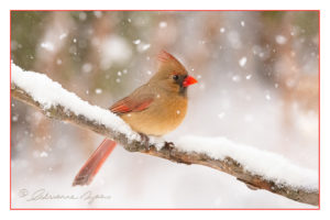 A winter photograph of a female cardinal sitting on a snow-laden branch with falling snow.
