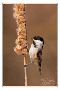 Photograph of a chickadee on a cattail