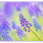 Closeup photograph of grape hyacinths with colour toning.