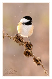Photograph of a chickadee resting on an evergreen tree branch with pine cones