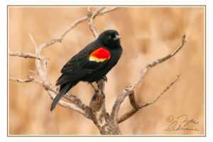 Photograph of a male red-winged blackbird on a dead bush