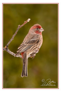 Profile portrait photograph of a male House Finch proudly sitting on a twig