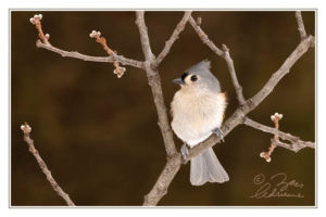 Photograph of a tufted titmouse framed by twigs