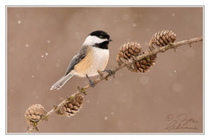 Photograph of a Chickadee perched on a branch with pine cones during light falling snow
