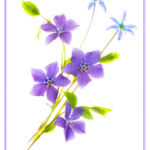 Lightbox flower photography of siberian squill and periwinkle