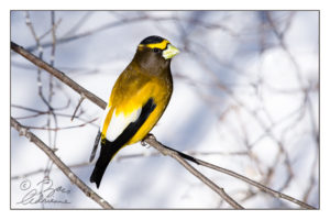 Full colour version photograph of an evening grosbeak in winter
