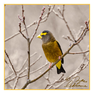 Bird photograph of an evening grosbeak with light falling snow