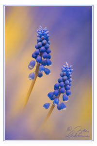 Fine art photograph of grape hyacinth with textured background in shades of blue and yellow