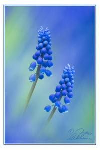 Fine art photograph of grape hyacinth with textured background in shades of blue and green