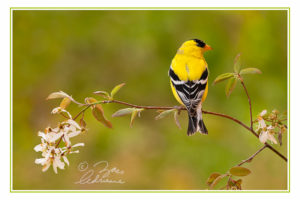 Photograph of a male American Goldfinch on a blossoming serviceberry branch