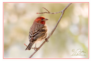 Photograph of a Male House Finch on a branch with light bokeh background