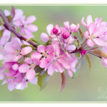 Toned photograph of pink malus blossoms against a soft green background
