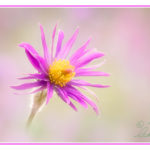 Creative fine art photograph of pink pasque flower in spring against a blur background