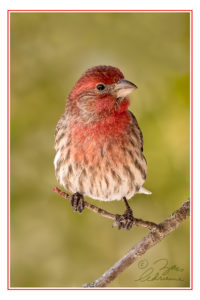 Closeup portrait photograph of a male house finch