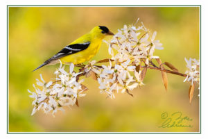 Profile photograph of a male American Goldfinch in full mating colours on a Serviceberry branch in bloom.