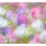 Impressionistic photograph of hyacinths created via intentional camera movement