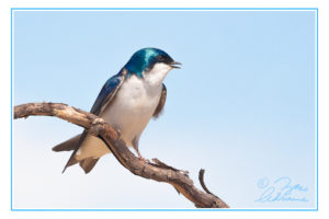 Bird photography of iridescent Tree Swallow on a wavy branch against a blue sky
