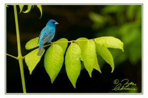 Photograph of a male Indigo Bunting on an ash tree perch
