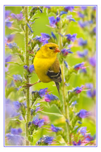 Photograph of a female American Goldfinch on Viper's Blugloss