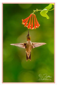 Photograph of Ruby-throated Hummingbird feeding on Honeysuckle